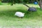 Domestic white and gray guinea fowl is walking on green grass.