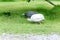 Domestic white and gray guinea fowl is walking on green grass.