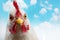 Domestic white hen with red comb at farm. Close up of head chicken or rooster on blue sky background. Space for text
