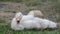 The domestic white mulard duck sits in the grass, yawns and stretches