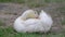 The domestic white mulard duck sits on the green grass and cleans its feathers