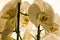Domestic white orchids