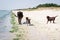 Domestic wild dogs running on sea beach chasing cow