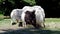 The domestic yak, Bos grunniens is a long-haired domesticated bovid