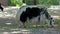 Domestic Yak, Bos mutus grunniens in a german park