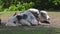 Domestic Yak, Bos mutus grunniens in a german park