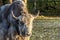 The domestic Yak, Bos mutus grunniens in a park