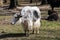 The domestic Yak, Bos mutus grunniens in the zoo