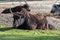 The domestic Yak, Bos mutus grunniens in the zoo