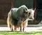 The domestic Yak, Bos mutus grunniens in the zoo