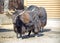 Domestic yak, or Tibetan bull.