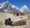 Domestic yak and traditional old stone house in the Himalayas