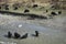 Domestic Yaks Bos grunniens in the grassland of Tagong, bathing in water,