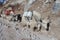 Domestic yaks carries loads to Everest base camp