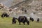 Domestic yaks in Ladakh region