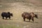 Domestic yaks in Ladakh region