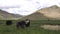 Domestic yaks pasture on valley with mountains in Tibet