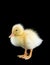Domestic yellow baby duck