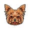 Domestic Yorkshire terrier Dog portrait. Cute head of Yorkshire Terrier on white background. Dog head, face, muzzle. Vector.
