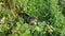 Domestic young grey cat on the green grass outdoors