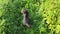 Domestic young grey cat on the green grass outdoors