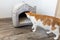 Domestic young white and orange tabby cat checking soft indoor cat house for hiding or sleeping place