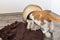 Domestic young white and orange tabby cat explores blanket basket for hiding or sleeping place