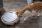 Domestic young white and orange tabby cat and robotic vacuum cleaner