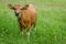 Domesticated Banteng tembadau, cattle in Bali, Indonesia