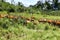 Domesticated Banteng tembadau, cattle in Wamena, Papua, Indonesia