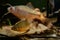 Domesticated bitterling male in bright spawning coloration play at oak leaf litter on sand bottom, wild caught freshwater fish