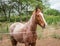 Domesticated brown horse on a farm