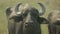 Domesticated Buffalo Close-up