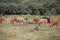 Domesticated cattle ox cow bull banteng sapi bos javanicus eating grass on field, organic beef farm