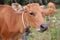 Domesticated cattle ox cow bull banteng sapi bos javanicus eating grass on field, organic beef farm