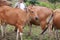 Domesticated cattle ox cow bull banteng sapi bos javanicus eating grass on field, organic beef farm