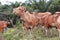 Domesticated cattle ox cow bull banteng sapi bos javanicus eating grass on field, organic beef farm