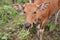 Domesticated cattle ox cow bull banteng sapi bos javanicus eating grass on field, organic beef farm