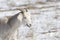 Domesticated, Curious, & Charismatic Goat Capra aegagrus hircus Browsing in a Field After a Snowstorm