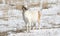 Domesticated, Curious, & Charismatic Goat Capra aegagrus hircus Browsing in a Field After a Snowstorm