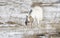 Domesticated, Curious, & Charismatic Goat Capra aegagrus hircus Browsing in a Field After a Snowstorm