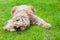 Domesticated dog eating a tasty bone out in the grass