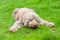 Domesticated dog eating a tasty bone out in the grass