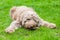 Domesticated dog eating a tasty bone out in the grass