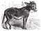 Domesticated donkey, ass, asinus vulgaris or Equus africanus asinus old vintage engraving