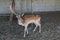 Domesticated elderly deer, a very important animal in the life of the peoples of the north. Selective focus