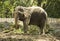 A domesticated elephant eats in a Thai park