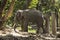 A domesticated elephant eats in a Thai park on a sunny day