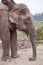 Domesticated elephant in Nepal