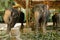 Domesticated elephants standing with saddles and waiting for tourists.